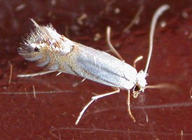 Lesser Maple-leaf Blotch Miner